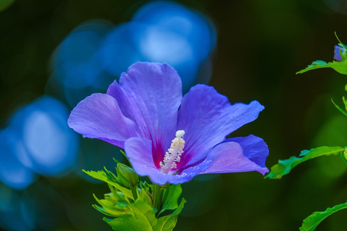 Mallow Flower