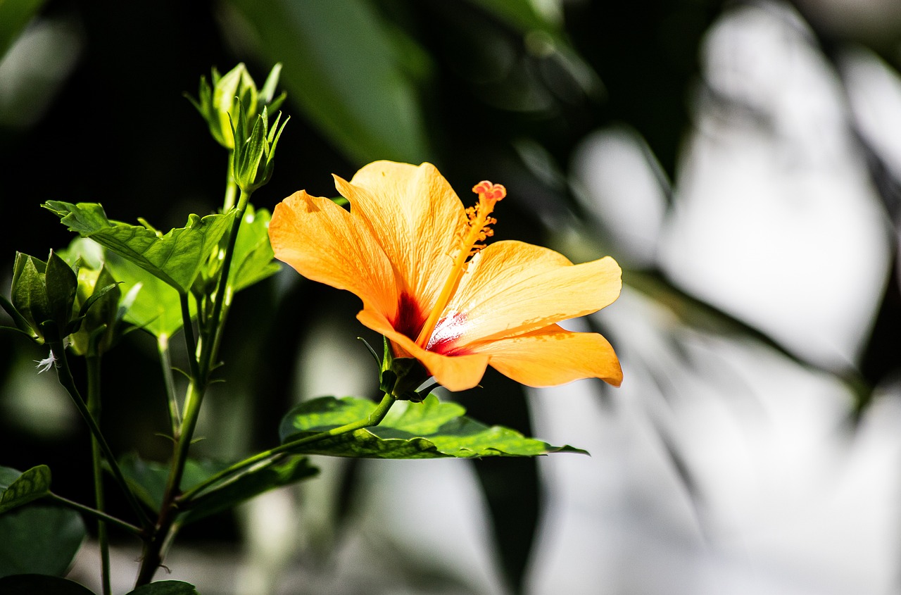 Mallow Flower